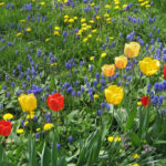 Blumenzwiebel-Mix-©-Natur-im-Garten-Benes-Oeller