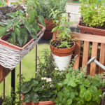 Balkongarten Urban gardening