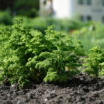 NIG 62 Naturhotel Steinschalerhof