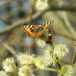 Kleiner-Fuchs-Weide-willow-2072286-(c)-gasa-auf-Pixabay