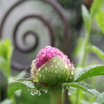 Tropfen-Pfingstrose-mit-Tropfen-2-©-Natur-im-Garten-Brocks