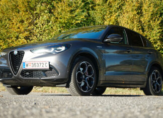 Italienisches Vollblut