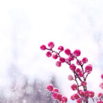 red-berries-4760840_1280