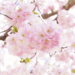 bluete_fruehling