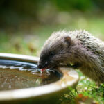 Kleiner Baby Igel trinkt im Garten aus einer Wasserschale Wasser