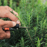 gardener hand cutting to pick rosemary leaf from local organic p
