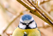 Tierische Wintergäste im Garten – Vögel