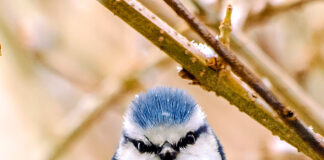 Tierische Wintergäste im Garten – Vögel