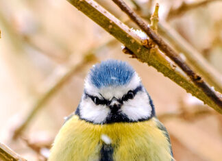 Tierische Wintergäste im Garten – Vögel