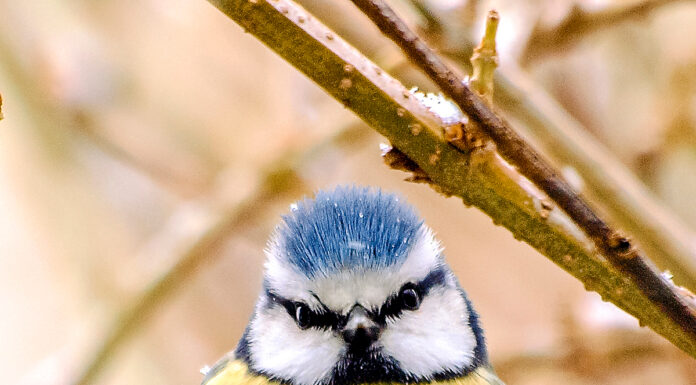 Tierische Wintergäste im Garten – Vögel