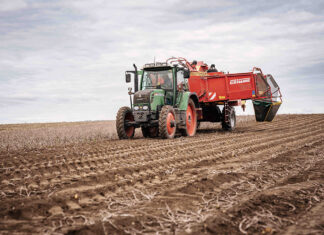 Österreich kann ganzjährig mit heimischen Erdäpfel versorgt werden