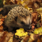 Igel-(c)-Pixabay