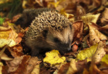 Herbstferien – Wintertierquartier für Igel & Co bauen