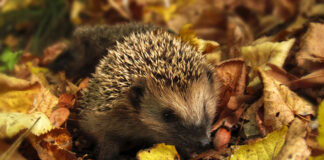 Herbstferien – Wintertierquartier für Igel & Co bauen