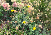 Blütenreiche Staudenbeete anlegen