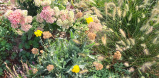 Blütenreiche Staudenbeete anlegen