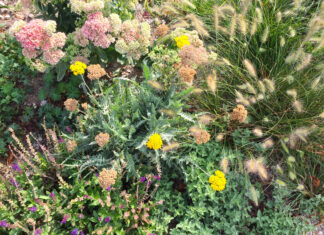 Blütenreiche Staudenbeete anlegen