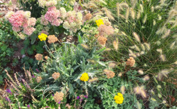 Blütenreiche Staudenbeete anlegen