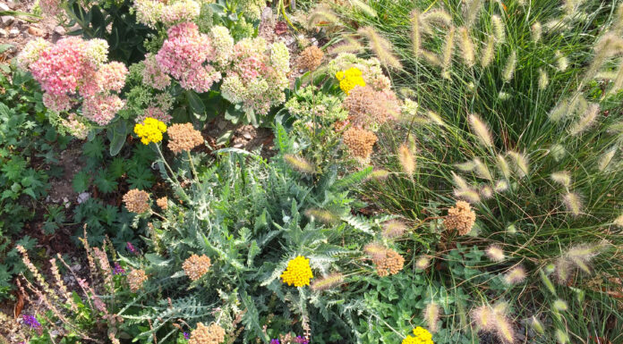 Blütenreiche Staudenbeete anlegen