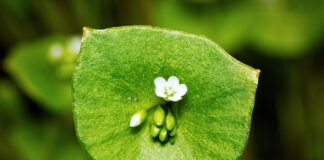 Knackiges Grün für die Winterzeit