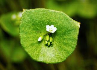 Knackiges Grün für die Winterzeit