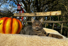 Pfotenhilfe gibt Tipps für tierfreundliches Feiern