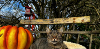 Pfotenhilfe gibt Tipps für tierfreundliches Feiern