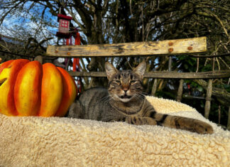 Pfotenhilfe gibt Tipps für tierfreundliches Feiern