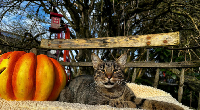Pfotenhilfe gibt Tipps für tierfreundliches Feiern