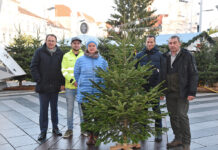100 Christbäume in St. Pölten gespendet