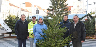 100 Christbäume in St. Pölten gespendet