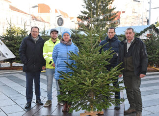 100 Christbäume in St. Pölten gespendet