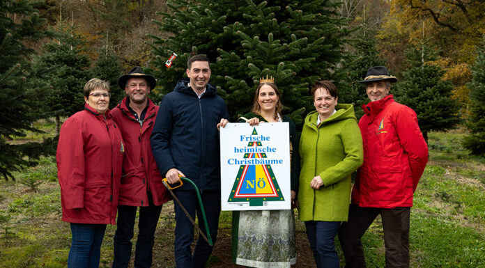 Maria Laacher Christbaum bringt weihnachtlichen Glanz ins EU-Parlament