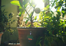 Kübelpflanzen einwintern