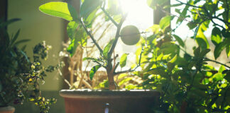 Kübelpflanzen einwintern