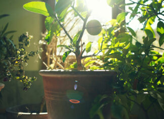 Kübelpflanzen einwintern