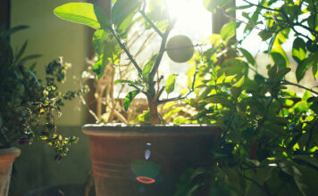 Kübelpflanzen einwintern