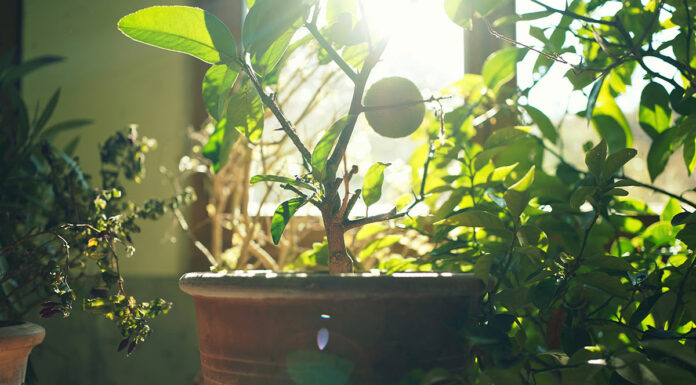 Kübelpflanzen einwintern