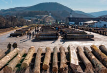 23. Laubholzversteigerung: Eiche und Nuss weiter im Trend