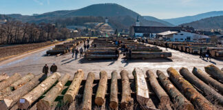 23. Laubholzversteigerung: Eiche und Nuss weiter im Trend