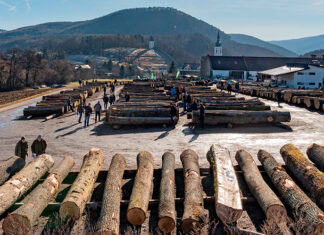 23. Laubholzversteigerung: Eiche und Nuss weiter im Trend