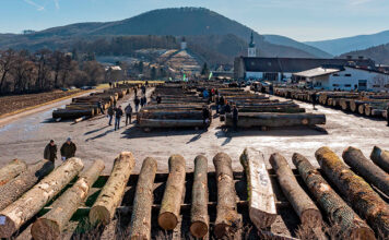 23. Laubholzversteigerung: Eiche und Nuss weiter im Trend