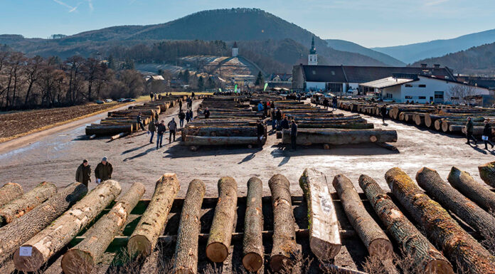 23. Laubholzversteigerung: Eiche und Nuss weiter im Trend