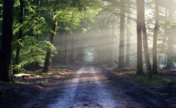 Im Wald