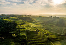 Entdecken, Erleben, Genießen – Lössfrühling am Wagram