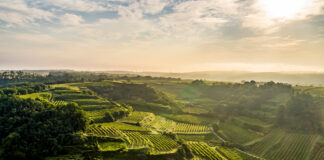 Entdecken, Erleben, Genießen – Lössfrühling am Wagram