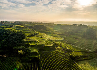 Entdecken, Erleben, Genießen – Lössfrühling am Wagram