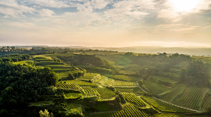 Entdecken, Erleben, Genießen – Lössfrühling am Wagram