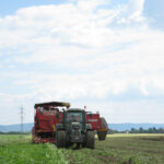 Heurige Erdäpfel ab sofort erhältlich