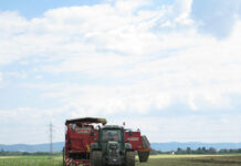 Heurige Erdäpfel ab sofort erhältlich